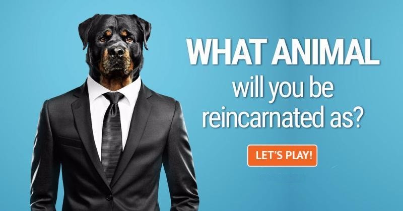 What Will You Be Reincarnated As