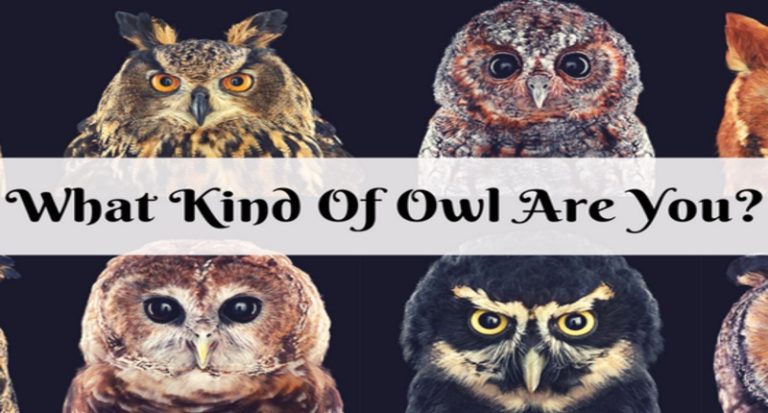 What Type Of Owl Are You Namastest