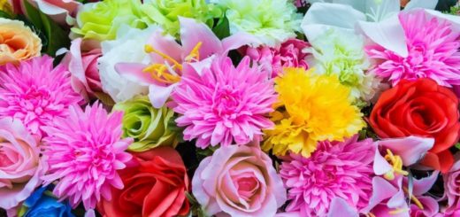 Discover Your Birth Month Flower and the Message it Has for You