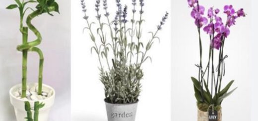 10 Plants that Attract Positive Energy and Purify the Environment