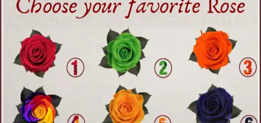 Choose Your favorite Rose to Discover the Most Unusual Features of Your Personality and the Special Message it Contains for You