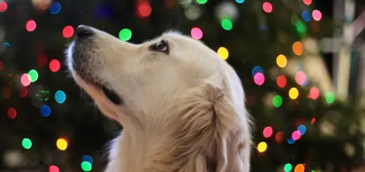 Can Dogs See Ghosts? Here's What You Should Know