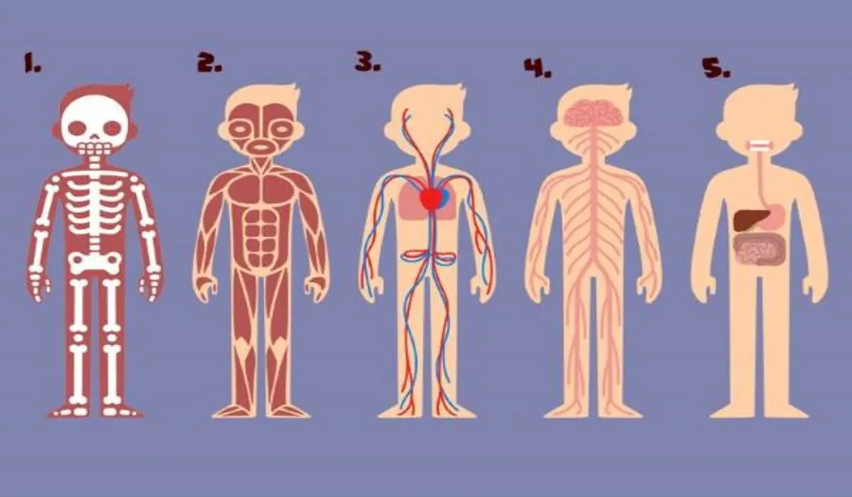 Which Part Of The Body Is Most Important To Survive Your Answer Hides