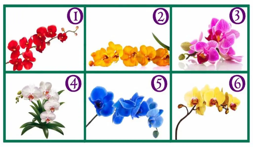 Choose an Orchid and Read its Precious Message!