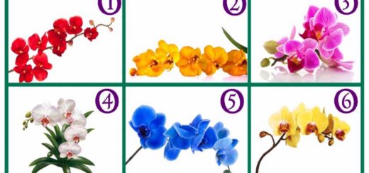 Choose an Orchid and Read its Precious Message!