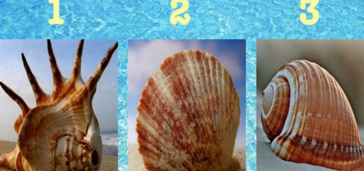 Choose the Shell you Prefer and Listen to His Story About Your Personality