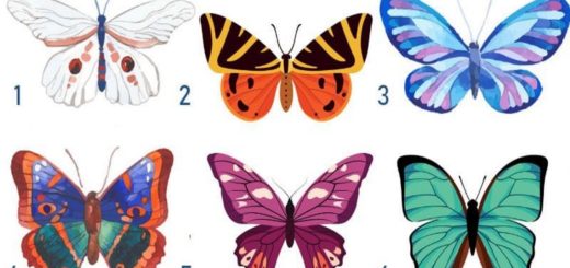 Fun Test: The Butterfly You Pick Reveals Your Personality