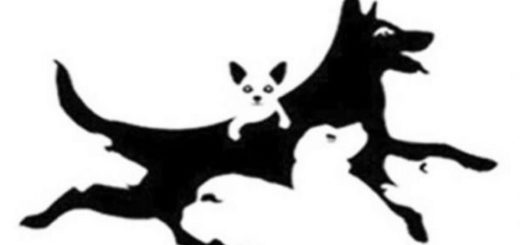 How Many Dogs Do You See Find Out Your Mental Age