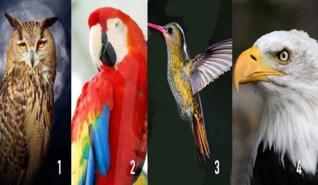 Test A Message of Wisdom Awaits You. Choose a Guide Animal and Find Out!