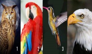 Test A Message of Wisdom Awaits You. Choose a Guide Animal and Find Out!