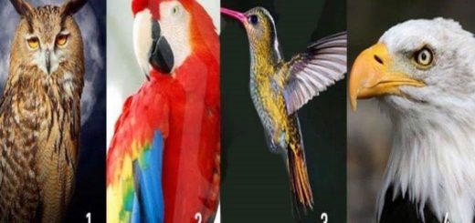 Receive a Message of Wisdom To Guide You Today by Choosing Your Favorite Bird