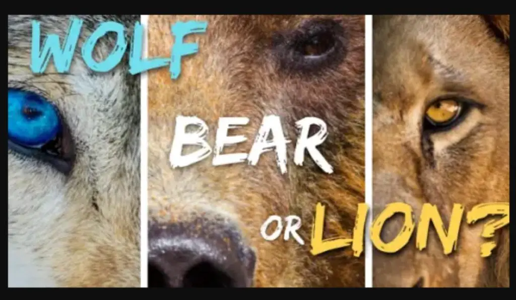 Are You A Wolf, Bear, or Lion Type of Personality