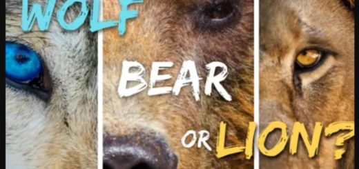 Are You A Wolf, Bear, or Lion Type of Personality
