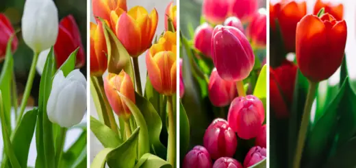 Choose Your Favorite Tulip And Receive a Message of Power and Guidance