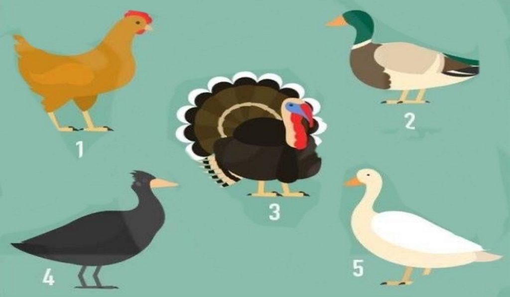 Choose an Animal and Fnd Out What Sensations You Need to Cultivate to Achieve Your Goals!