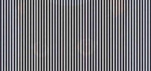 Can You Notice the Animal Hidden in This Image