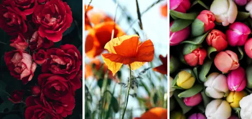 Choose Your Favorite Flower and Learn More About Your Life, Your Personality and Your Challenges