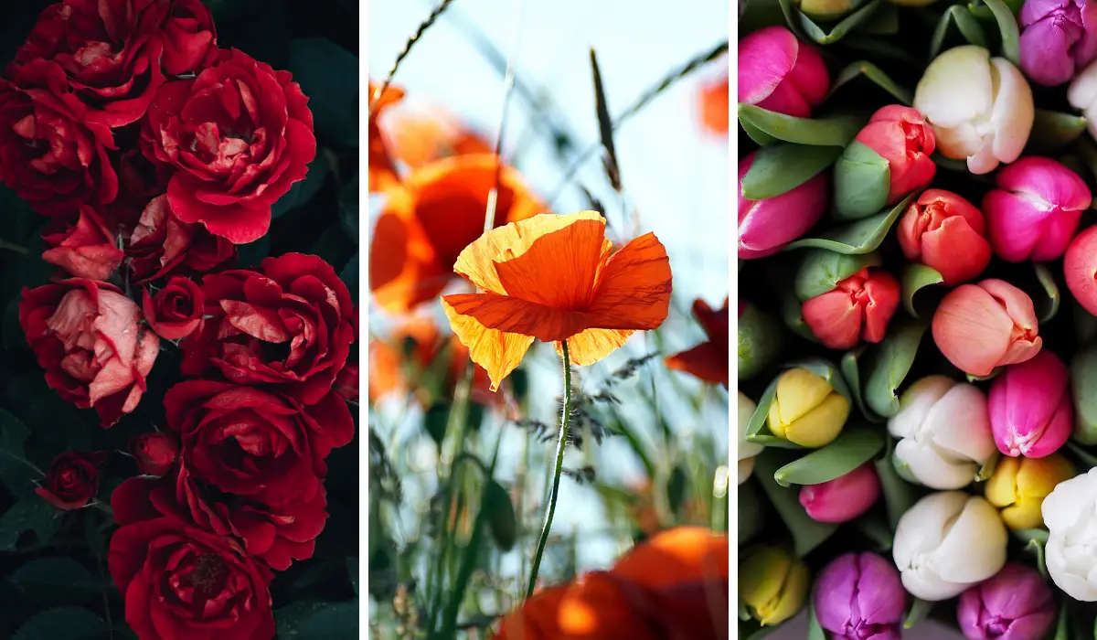 Choose Your Favorite Flower and Learn More About Your Life, Your