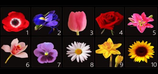 Choose a Flower You Like and Discover Your Most Intimate Secrets