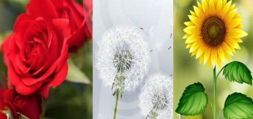 Choose the Flower with Which you Feel the Most Connection, What You Feel Represents Your True Essence