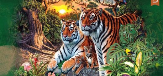 How Many TIGERS Do You See in the Picture