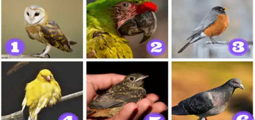 Receive a Special Message From a Little Bird to Start the Day Well