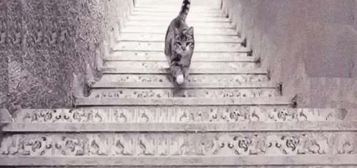 What is This Cat Doing Your Answer Will Tell You How You React to Problems