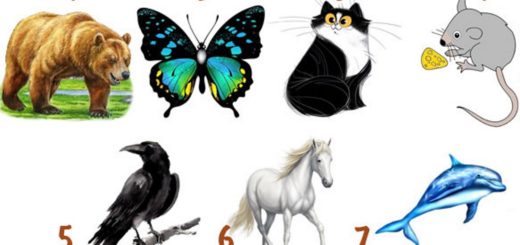 Which Animal Would You Like to Become Discover Your True Identity
