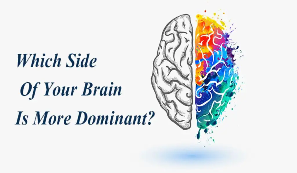 Which Side Of Your Brain Is More Dominant