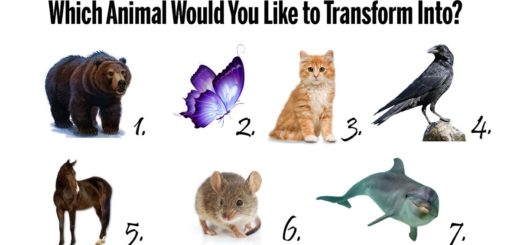 Wich Animal Would You Like to Transform Into