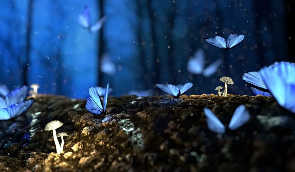 Butterflies, Spiritual Messengers Who Try to Send You a Message!