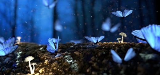 Butterflies, Spiritual Messengers Who Try to Send You a Message!