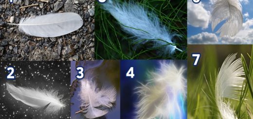 Choose a Feather and Discover the Message of Your Angels