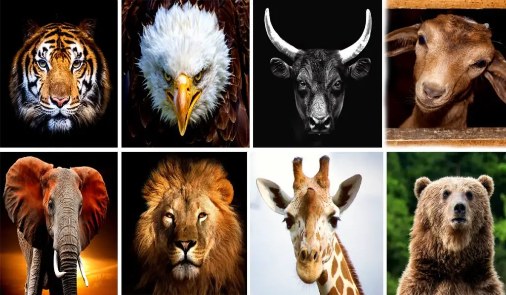Choose a Spirit Animal to Receive a Message From Your Twin Flame