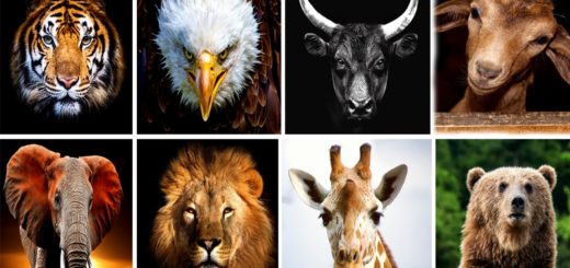 Choose a Spirit Animal to Receive a Message From Your Twin Flame