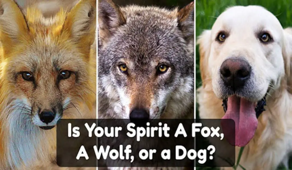 Is Your Spirit A Fox, A Wolf, or a Dog?