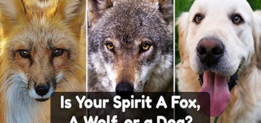 Is Your Spirit A Fox, A Wolf, or a Dog?
