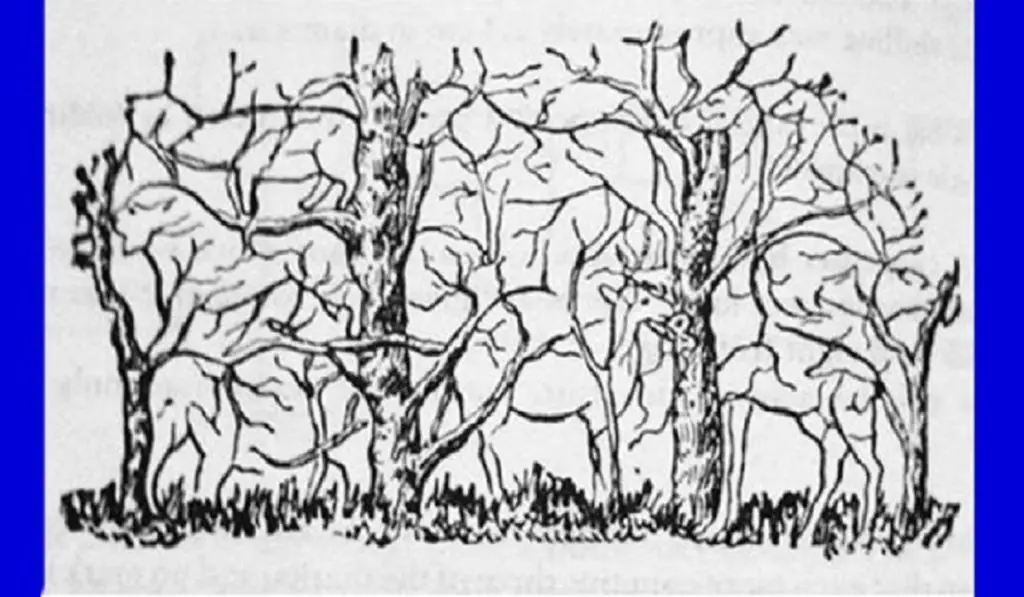 Which Animal Do You See in This Picture Your Choice Reveals the Essence of Your Personality