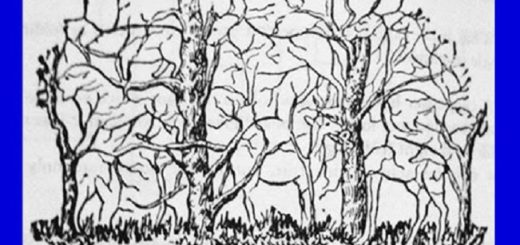 Which Animal Do You See in This Picture Your Choice Reveals the Essence of Your Personality