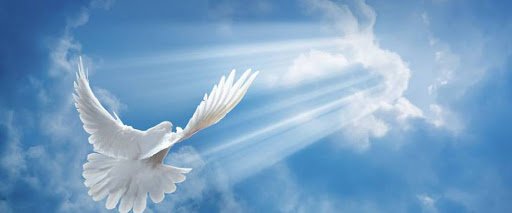 Receive a Beautiful Message of Light by Choosing a Dove of Peace 2