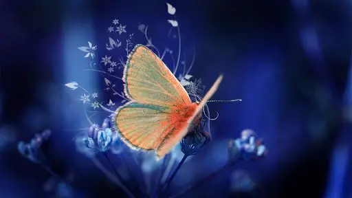 Butterflies, Spiritual Messengers Who Try to Send You a Message! 2