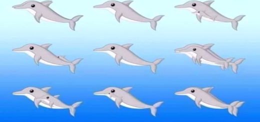 The Visual Riddle That Drives the Web Crazy How Many Dolphins Do You See