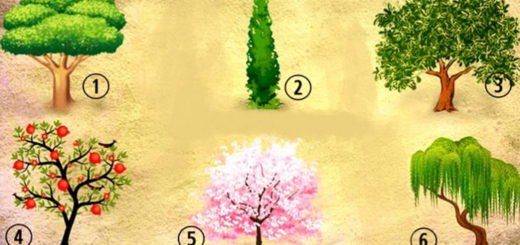 Which Tree Would You Plant in Your Garden Choose One and Find Out Something For Yourself