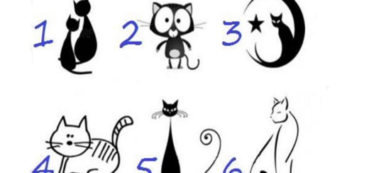 Cat Test Follow Your Instincts, Choose a Cat You Like