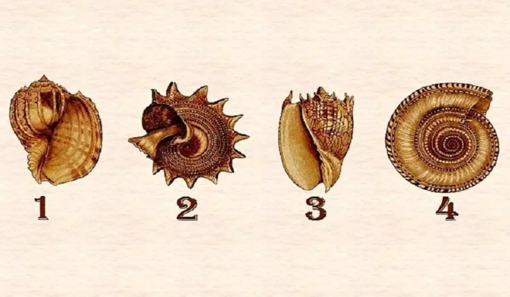 Choose Your Favorite Seashell To Reveal Your Deepest Secrets