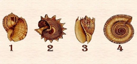 Choose Your Favorite Seashell To Reveal Your Deepest Secrets
