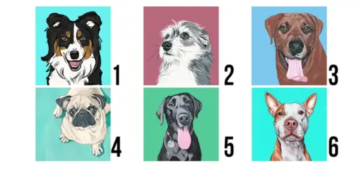Discover Your Best Quality by Choosing a Dog that Attracts Your Most