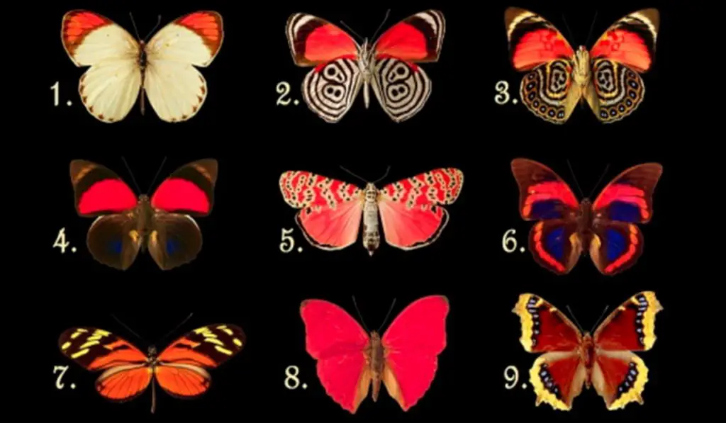 Find Out What Thoughts Your Subconscious is Hiding. Choose a Butterfly That Attracted You Most.