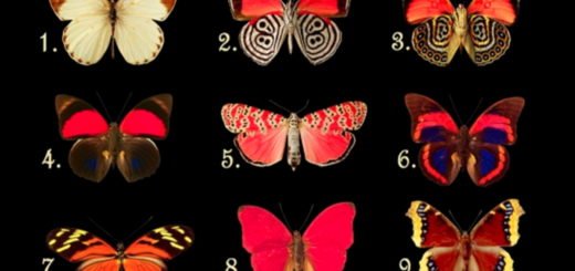 Find Out What Thoughts Your Subconscious is Hiding. Choose a Butterfly That Attracted You Most.