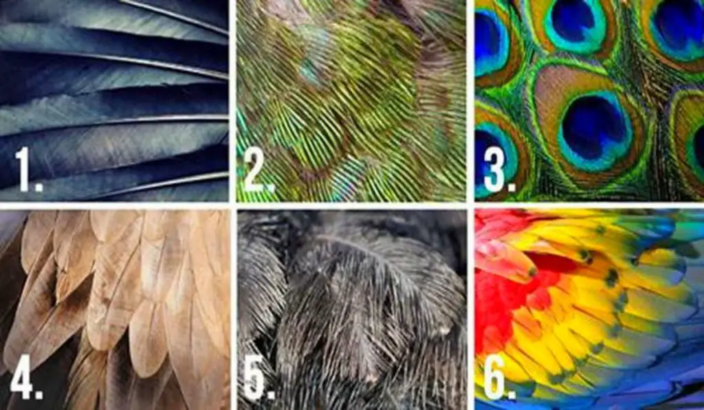 Pick A Feather And It Will Reveal Some Hidden Traits Of Your Personality